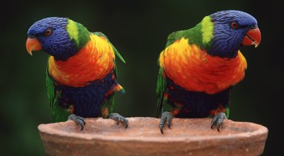 Parrots