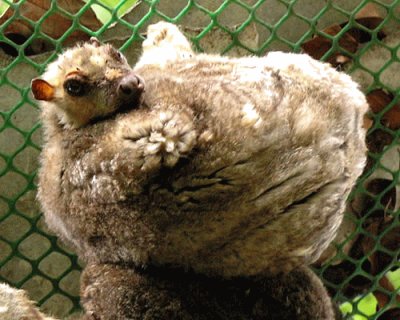 Colugo delle filippine