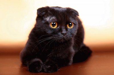 Scottish fold nero