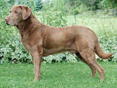 Chesapeake bay retriever