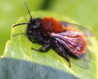 Andrena fulva