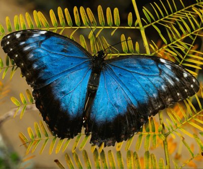 borboleta