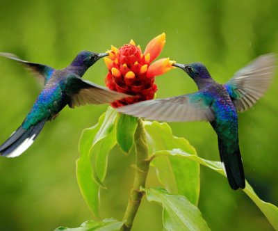 beija-flor