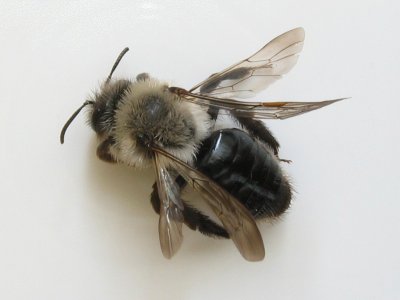 Andrena valga