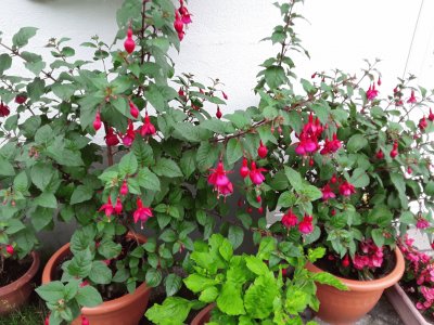 Fuchsias