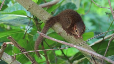 Tupaia javanica