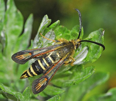 Bembecia ichneumoniformis