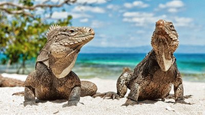 iguanas