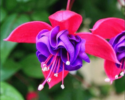 fuchsia