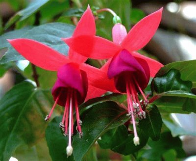 fuchsia