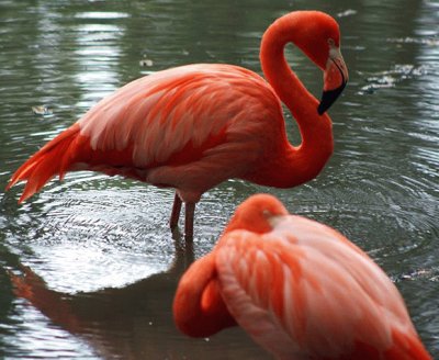 flamencos