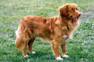 Nocascotia duch tolling retriever