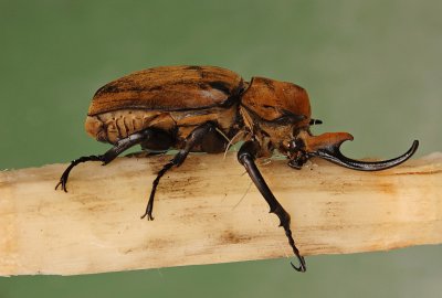 Megasoma elefante