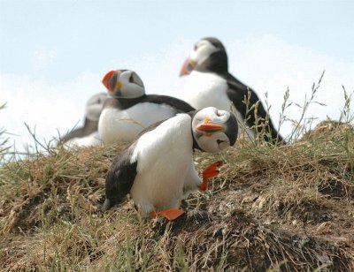 Fratercula Arctica