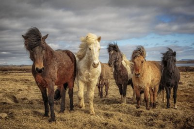 Horses