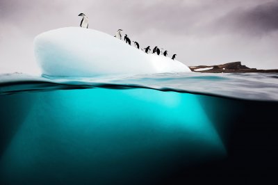 Penguin jigsaw puzzle