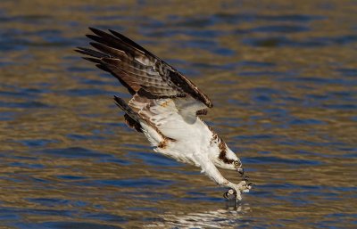 Eagle jigsaw puzzle