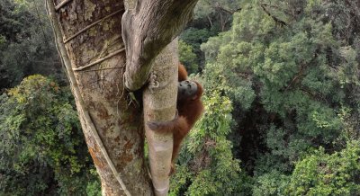 Orangutan jigsaw puzzle