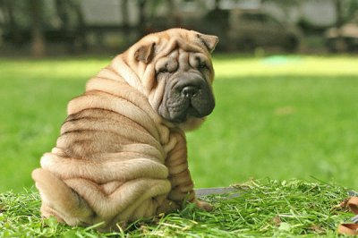 Sharpei jigsaw puzzle