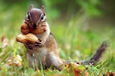 Squirrel jigsaw puzzle