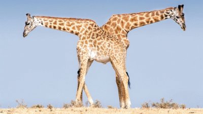 Giraffe jigsaw puzzle