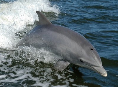 Delfino dal  naso a bottiglia