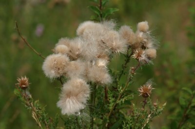 thistle