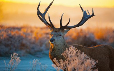 VENADO ADULTO