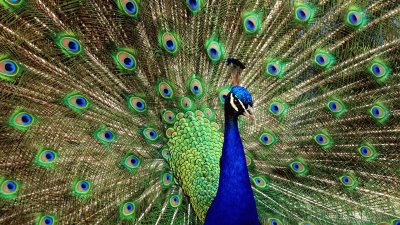 PAVO REAL