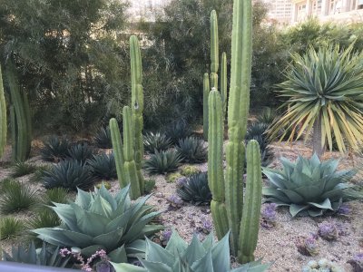 Agave plants