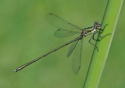 Calcolestes viridis