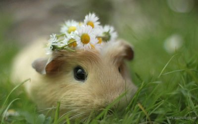 Guinea Pig