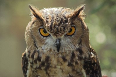 Owl