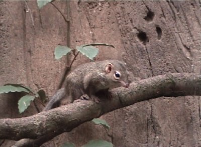 Tupaia mediterranea