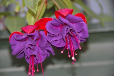 fuchsia