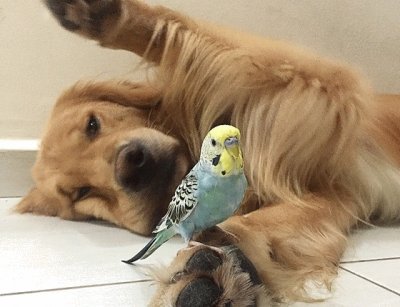 Dog   Bird