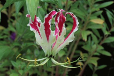 Gloriosa