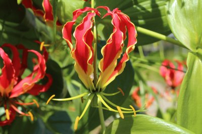 Gloriosa