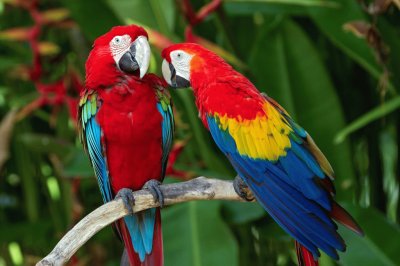 Guacamaya