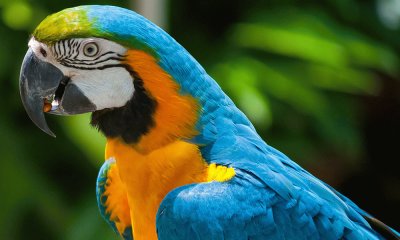 Guacamaya