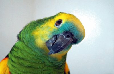 Perico