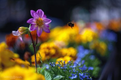 Summer Flower colours