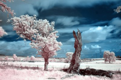 Infrared trees and clouds