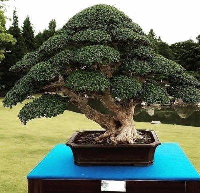 bonsai