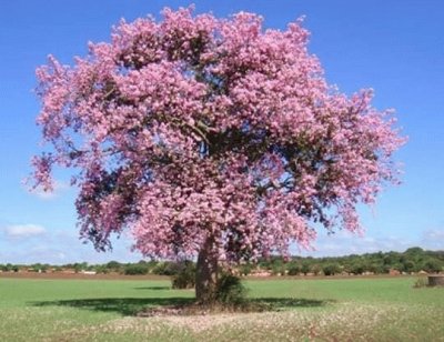 Ã¡rbol pÃºrpura