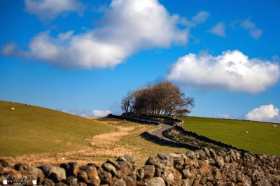 blue sky and trees over stone wall