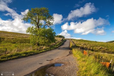 blue sky bright tree road