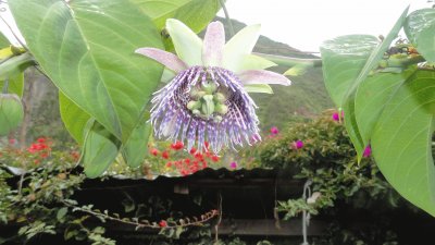 flor de la granadilla