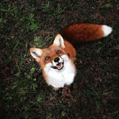 Smiling Fox