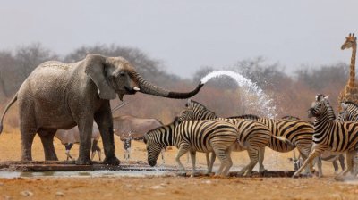 Namibia Park Animal